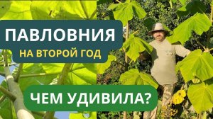 Павловния войлочная. Чем удивила на второй год