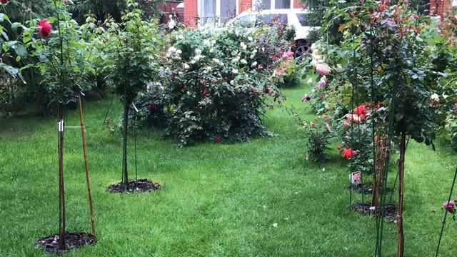 Roses, a small beautiful Garden. .Розы в саду. Удобрение Калимагнезия. смотреть онлайн