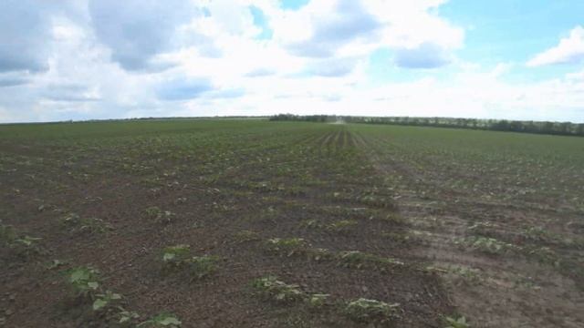 БП-9 "Октавия", работа штригельной бороны по подсолнечнику, ТЕХПРОМСВИТ смотреть онлайн