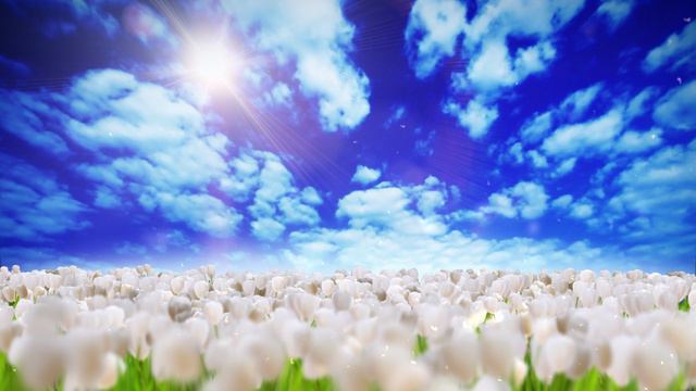 Футаж поле цветов с тюльпанами, скачать бесплатно HD для монтажа смотреть онлайн