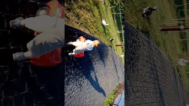 2017.05 - Жорж гоняет гусей в зоопарке смотреть онлайн