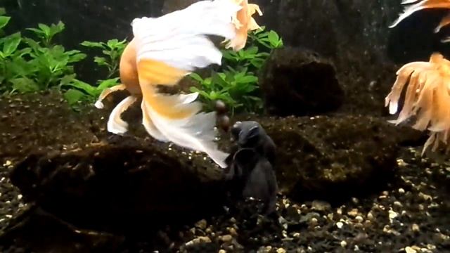 Золотые рыбки большие в аквариуме. Город Днепр, Украина смотреть онлайн