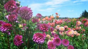 Георгины – Выращивание и уход