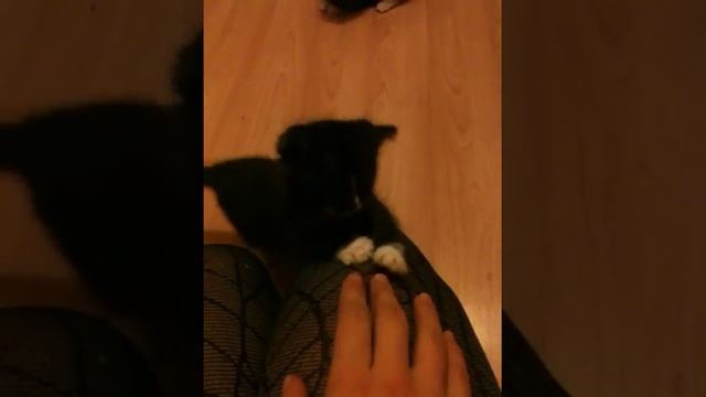 Отдам котят в хорошие руки смотреть онлайн