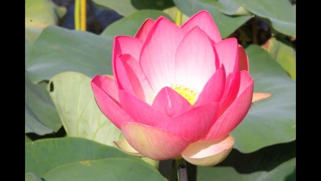 Timelapse Lotus 2 смотреть онлайн