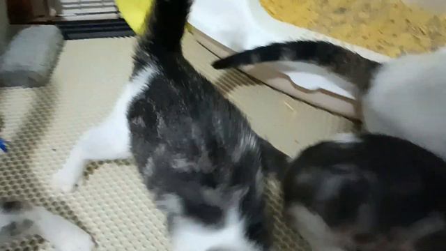 Крошки ищут семью 🏡 смотреть онлайн