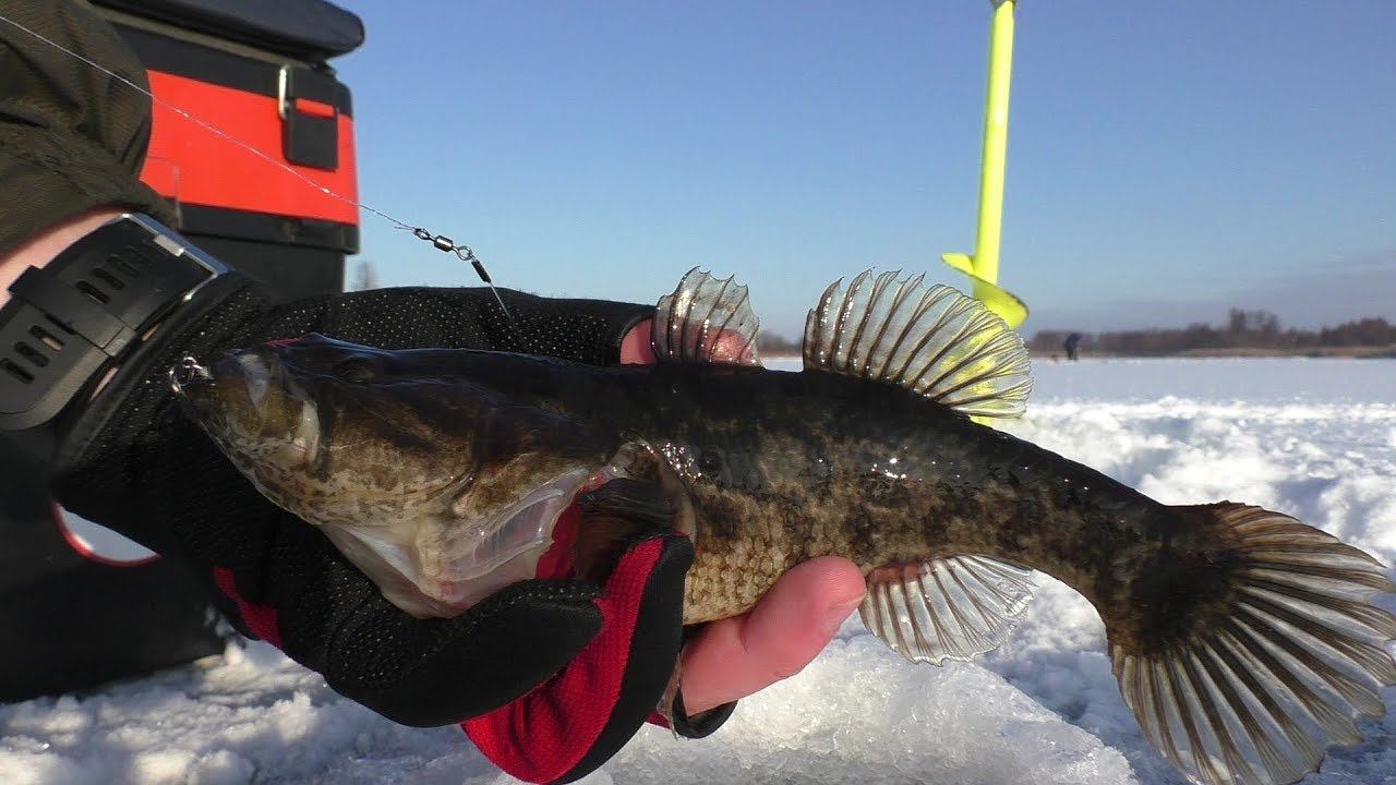 Зимняя рыбалка на блесну по первому льду. Отменный клёв динозавриков