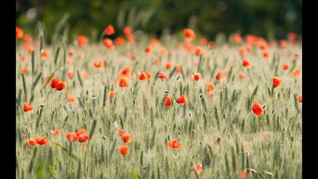 Е. Евтушенко "Ты большая в любви. Ты смелая... " смотреть онлайн