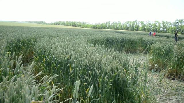Круги НЛО 2015 смотреть онлайн