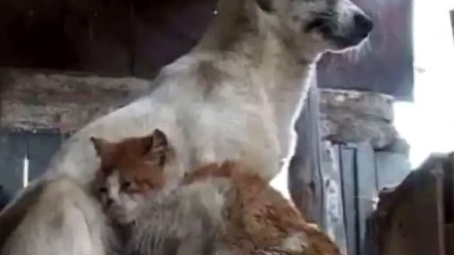 Собака с кошкой три года выживали в заброшенном коровнике, но чуду быть! смотреть онлайн