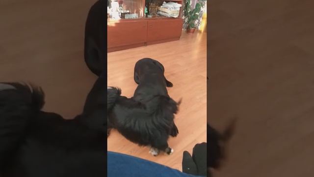 Терпеливая Корсо и противный пекинес смотреть онлайн