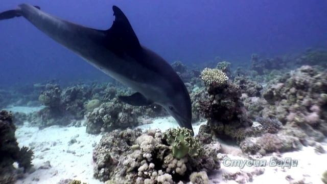 Зарисовка по Красному морю дельфины смотреть онлайн