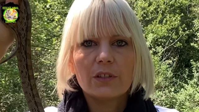 Serpientes de España – Culebra de escalera ( Zamenis scalaris ) смотреть онлайн