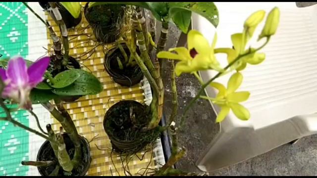 Orchid Plants care , orchid plants available in our website tofgardens.in смотреть онлайн