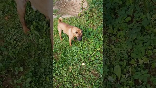 Охота на лягушек! смотреть онлайн