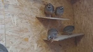 КЕКЛИК разведение. ASIAN KEKLIK