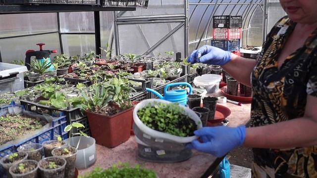 Сельдерей,как вырастить.Сельдерей от посева до пикирования. смотреть онлайн