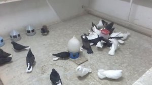 Николаевские голуби в Смоленске 13