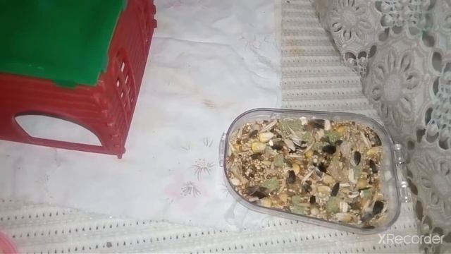 Чем болеет хомяк Арчи? смотреть онлайн