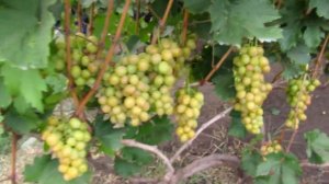 Наталья Ростова (Наталка Полтавка) 15.08.2019