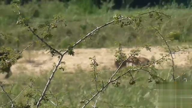 Буйвол поднял на рога льва из-за ящерицы! смотреть онлайн