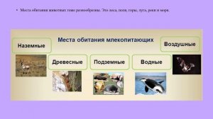 урок 19 Разнообразие животного мира природоведение 6 кл