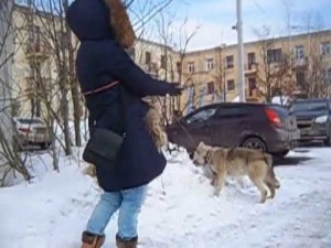 Прогулка с волком  по кличке Февраль, перед съемкой