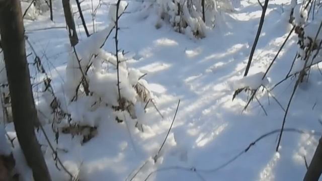 ЛОВИМ ФАЗАНА НА ПЕТЛЮ 1 смотреть онлайн
