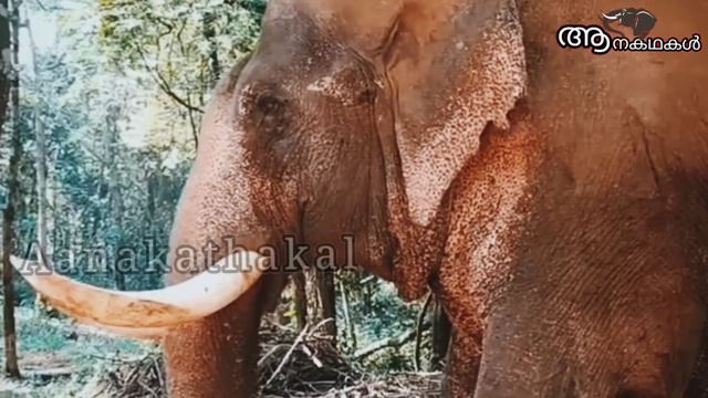 32 പേരെ കൊലപെടുത്തിയ, കേരളത്തിലെ ഏറ്റവും പ്രേശ്നക്കാരനായ ആന KKP Madhavan Elephant | Elephant Attack