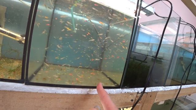 Пересадил всех мальков в выростной аквариум смотреть онлайн