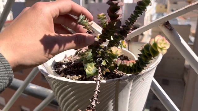 TERRAZA de mis PADRES con SUCULENTAS y floración de Orquídeas Cymbidium смотреть онлайн