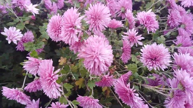 Belarus. Minsk. Botanical Garden. Последние цветы осени-хризантемы. смотреть онлайн