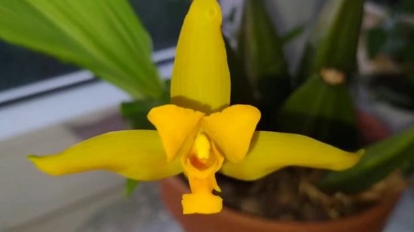 Домашнее цветение Ликасты. Lycaste aromatica×Lycaste cruenta