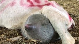 Маститы у коз