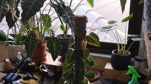 Let's water some plants together / plant updates смотреть онлайн