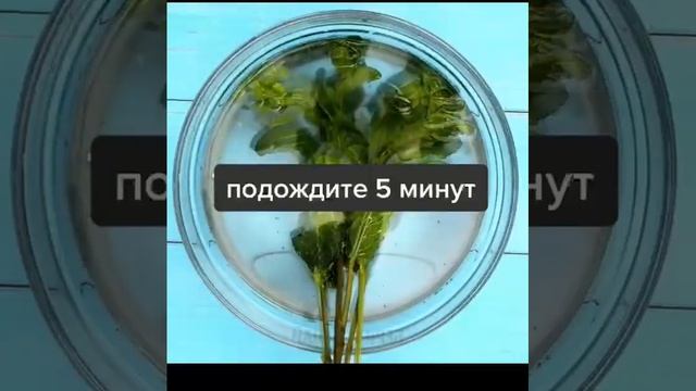 как правильно мыть зелень смотреть онлайн