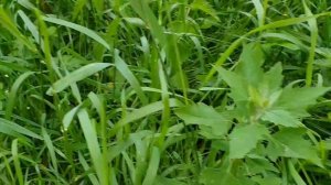 СЪЕДОБНОЕ РАСТЕНИЕ ЛЕБЕДА