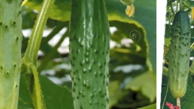 Огурцы, пучковые гибриды смотреть онлайн