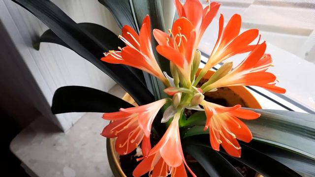Завела кливия смотреть онлайн
