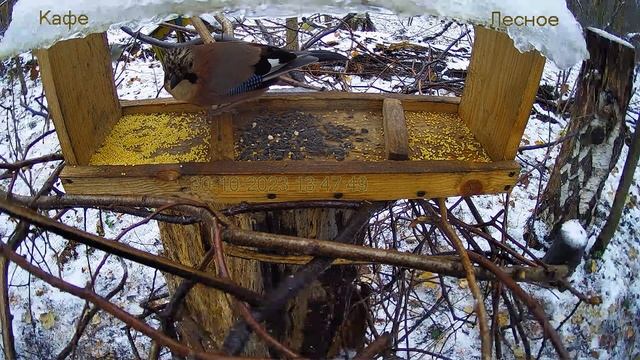 Кафе "Лесное" смотреть онлайн