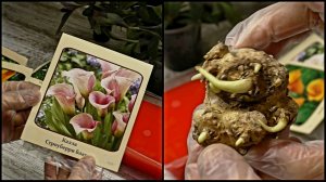 Подготовка клубней КАЛЛ из Светофора к посадке