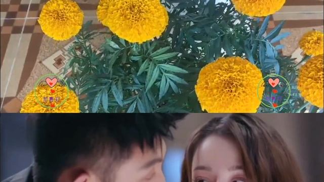 知情人曝热带鱼恋爱细节：黄景瑜为热巴不吃猪肉 #热巴 #迪丽热巴 #Dílìrèbā #1黎春郑 смотреть онлайн