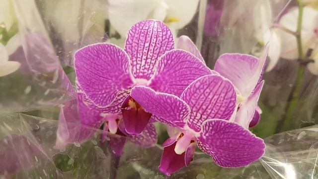 ОБАЛДЕННЫЕ новые ОРХИДЕИ фаленопсис в КАСТОРАМА | орхидея с рваными лепестками orchid phalaenopsis смотреть онлайн