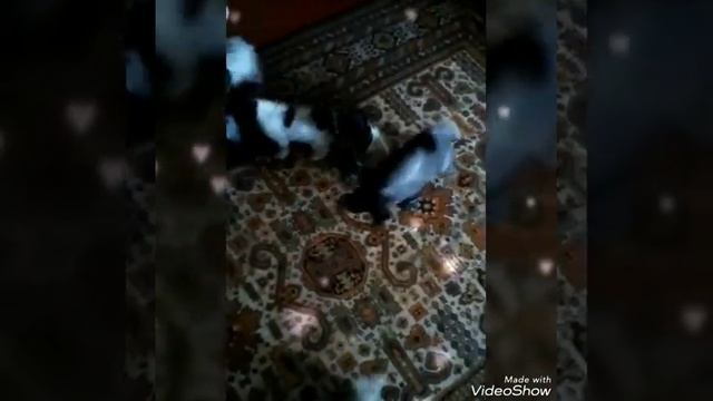 Русский охотничий спаниель щенки Владимирская область