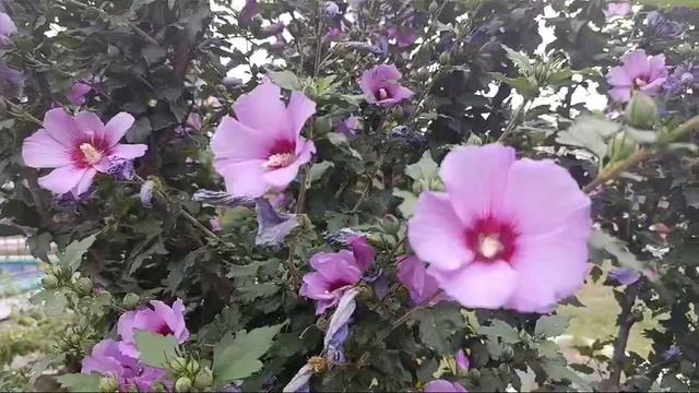 Июльское Московское разнотравье.