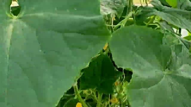 обзор сада на 2июня2022г смотреть онлайн