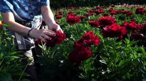 BUCKEYE  BELLE - особенный темно-красный пион / Сад Ворошиловой