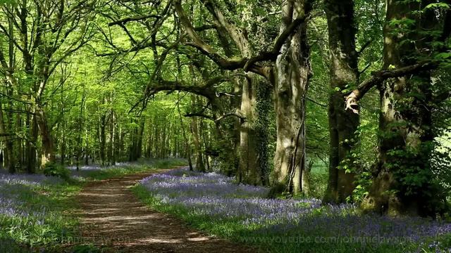 8 Hours Nature Sounds Woodland Birds Chirping-Relaxing Spring Birdsong Ambience-Forest Birds Singin