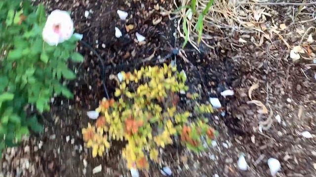 Orbit 4 Port Adjustable Flow Manifold with Bubbler Drip Emitters смотреть онлайн