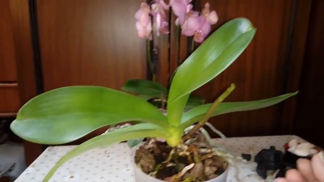 Орхидея бывшая Реанимашка год спустя | ОБЗОР ОРХИДЕИ смотреть онлайн